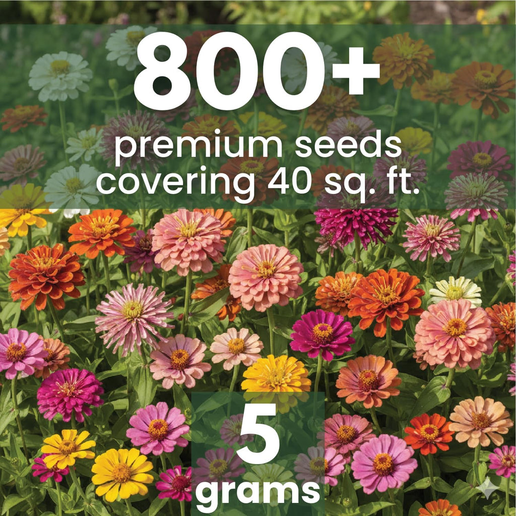 Zinnia Crazy Blend