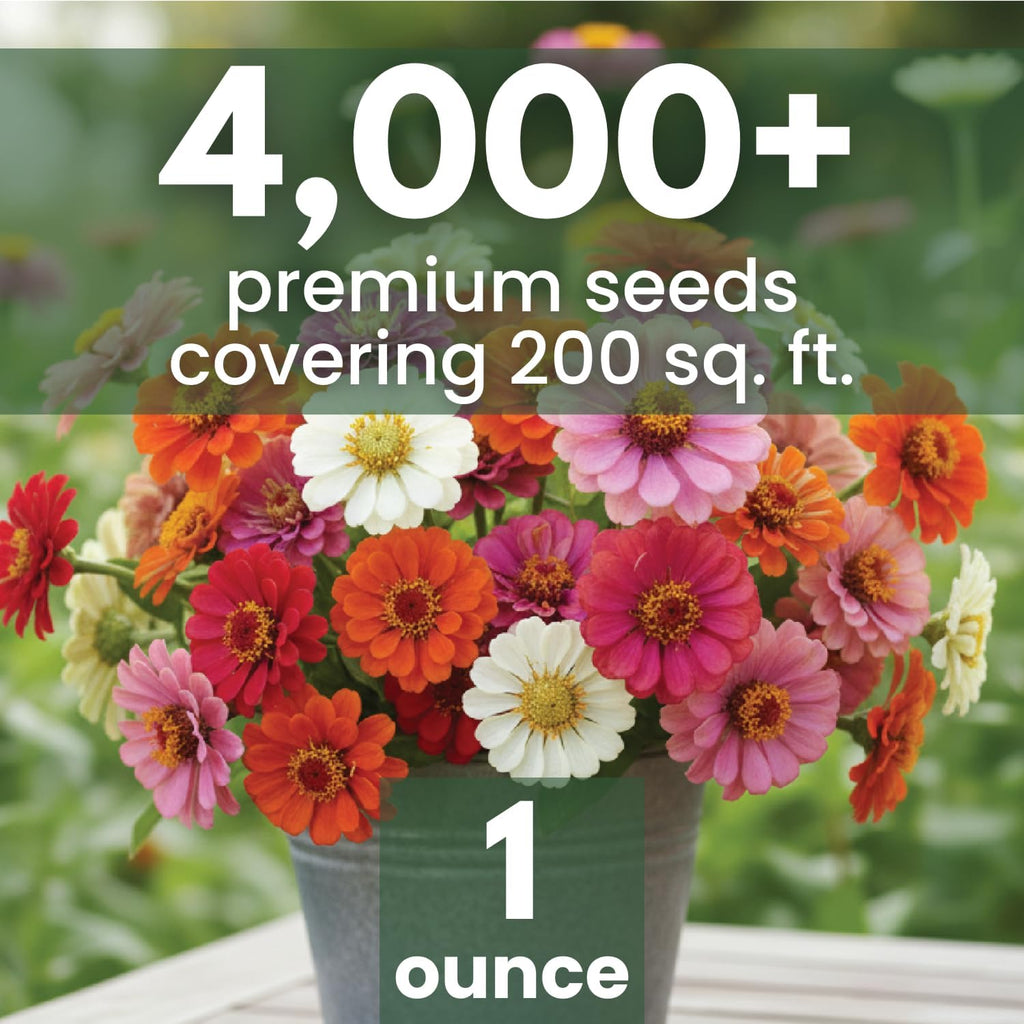 Zinnia ‘Cut and Come Again’