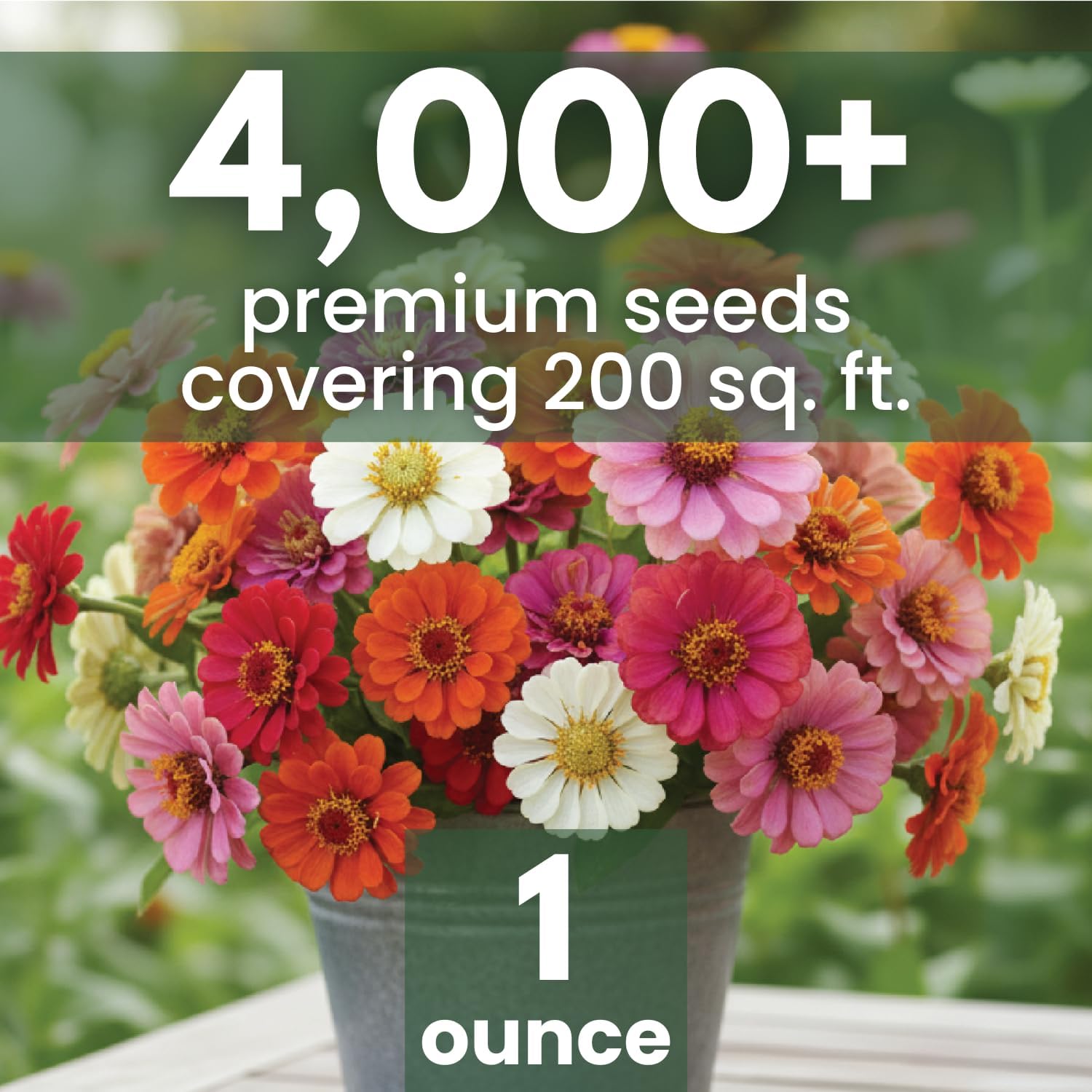 Zinnia ‘Cut and Come Again’