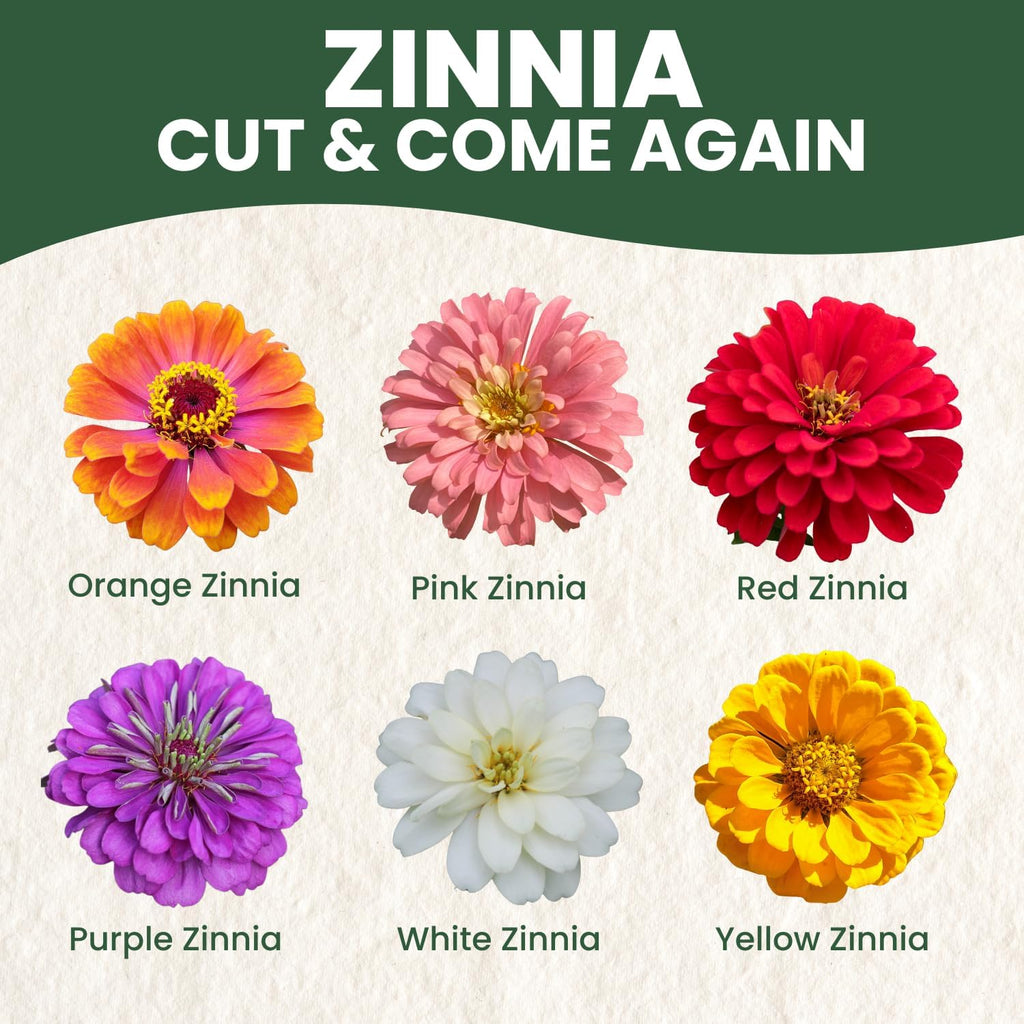 Zinnia ‘Cut and Come Again’