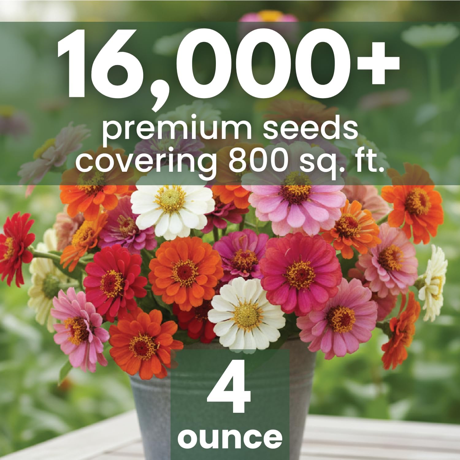 Zinnia ‘Cut and Come Again’