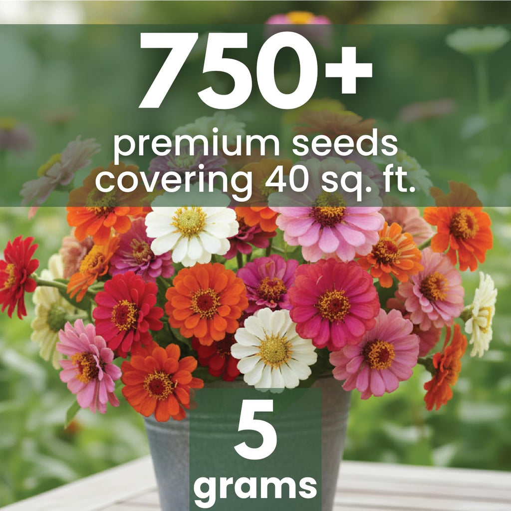 Zinnia ‘Cut and Come Again’