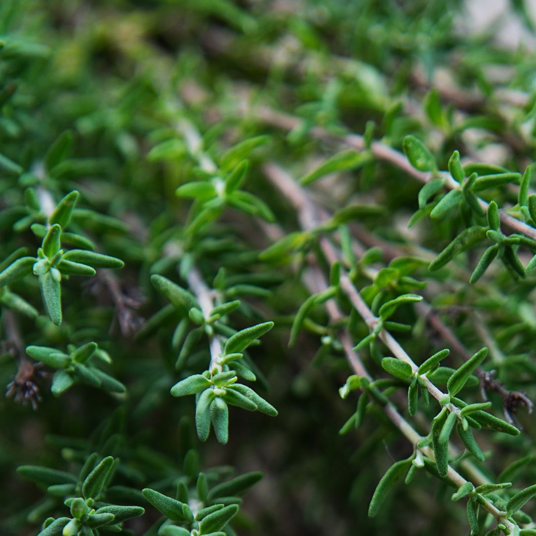 Herb Garden 10; Culinary Herb Seeds