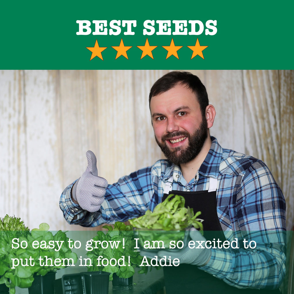 Herb Garden 10; Culinary Herb Seeds