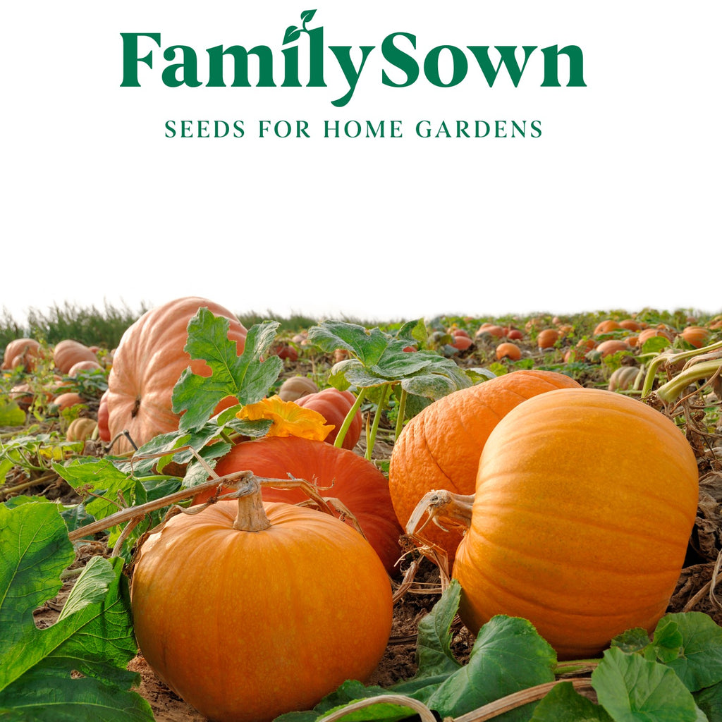 Pumpkin Patch; 5 pumpkin seed packs