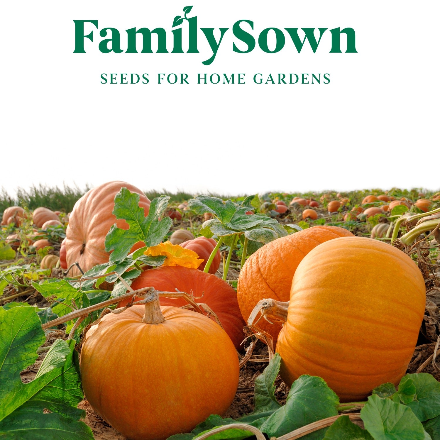 Pumpkin Patch; 5 pumpkin seed packs