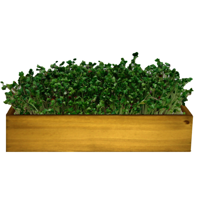 Windowsill Microgreens Box
